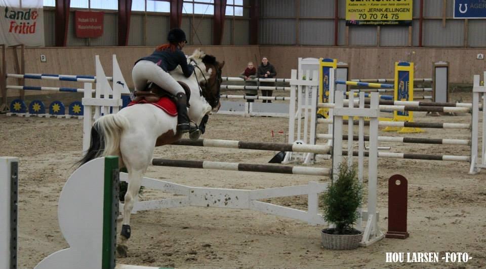 Svensk Varmblod Rodinne T billede 11