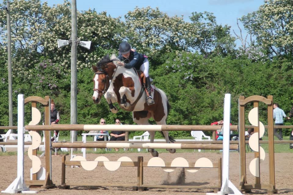 Svensk Varmblod Rodinne T billede 12