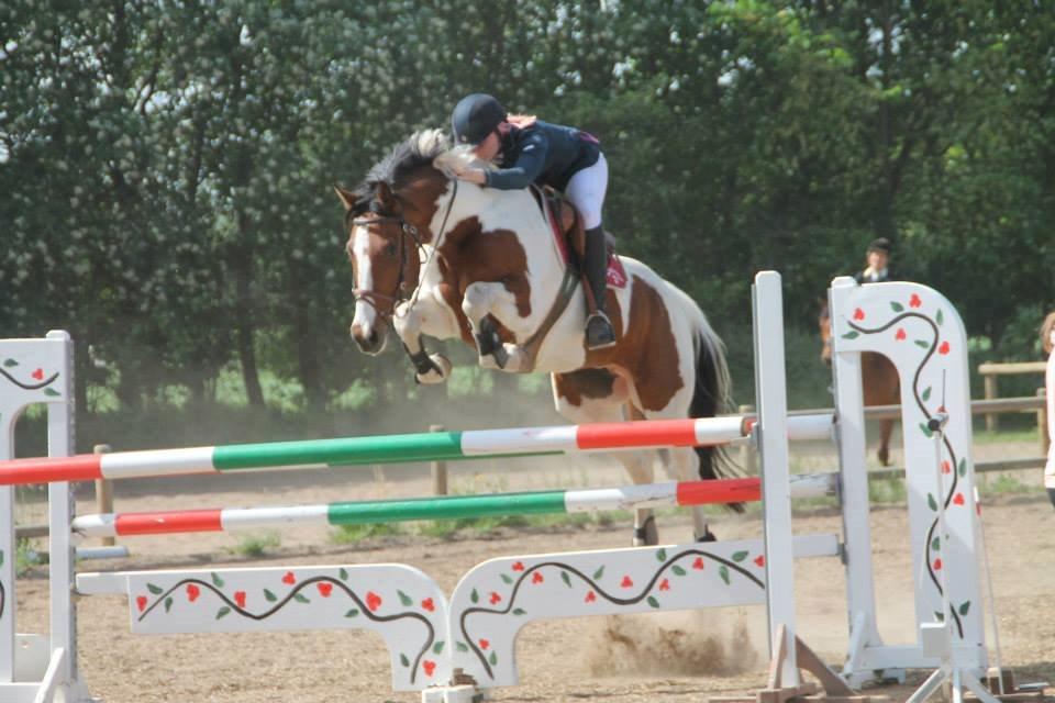 Svensk Varmblod Rodinne T billede 13