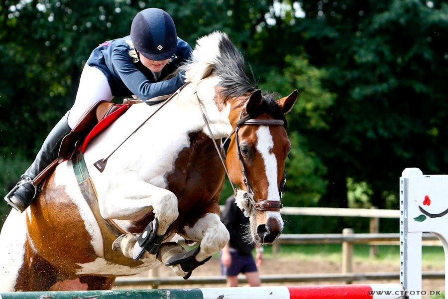 Svensk Varmblod Rodinne T billede 15