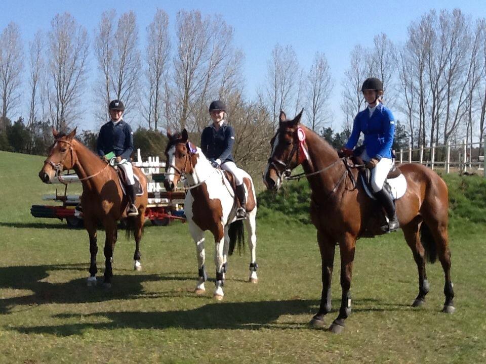 Svensk Varmblod Rodinne T billede 16