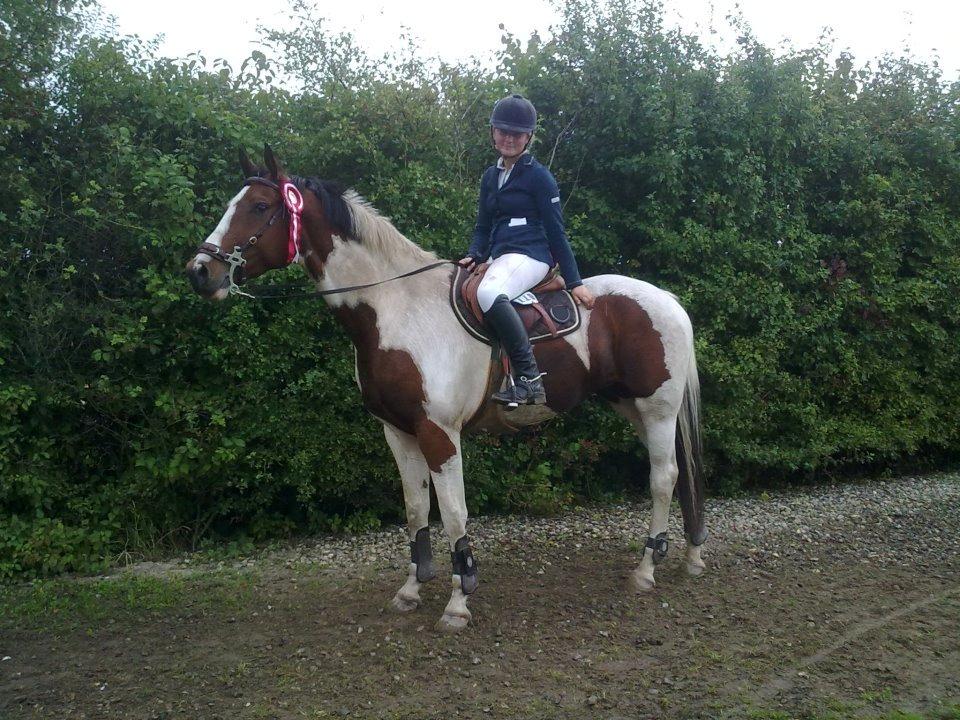 Svensk Varmblod Rodinne T billede 17