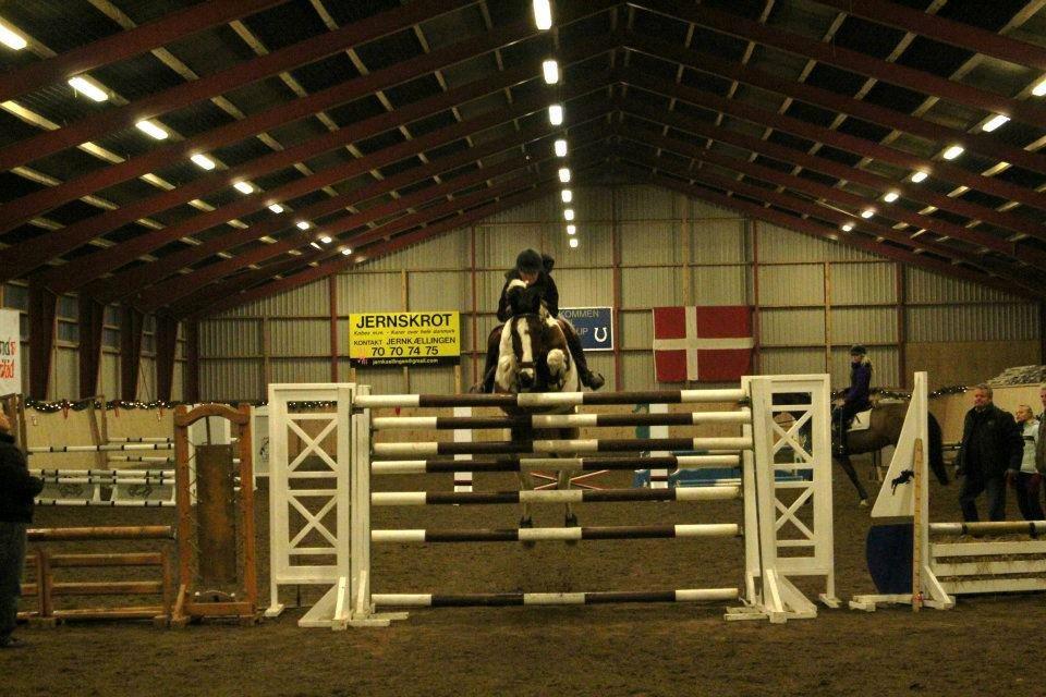 Svensk Varmblod Rodinne T billede 18