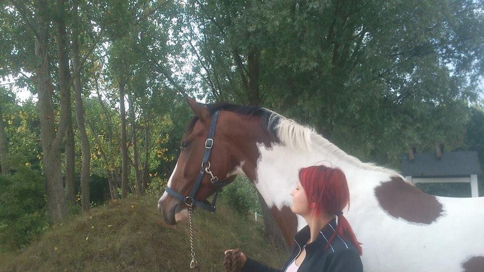 Svensk Varmblod Rodinne T billede 19