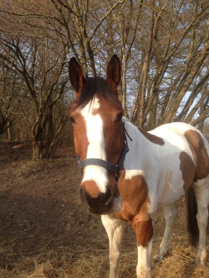 Svensk Varmblod Rodinne T billede 20