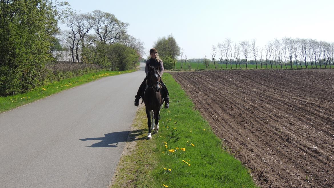 Barockpinto Valencia - Valle <3 - SOLGT billede 12