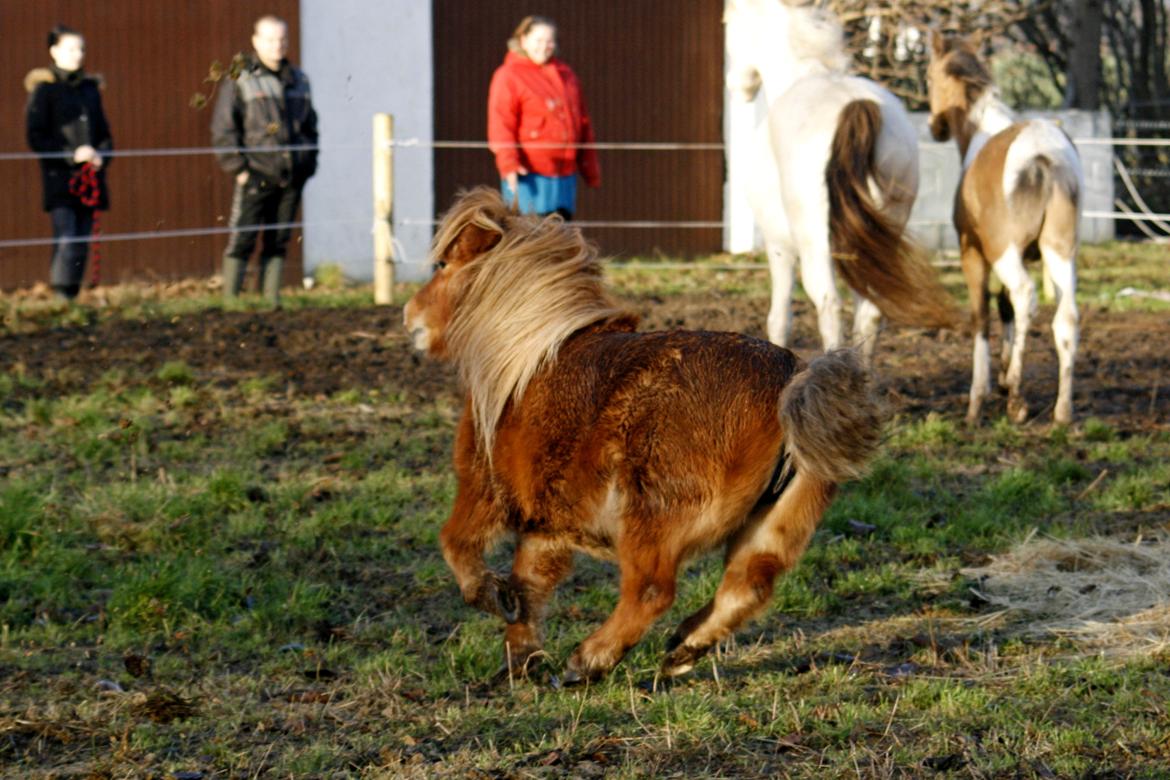 Anden særlig race Ruby billede 13