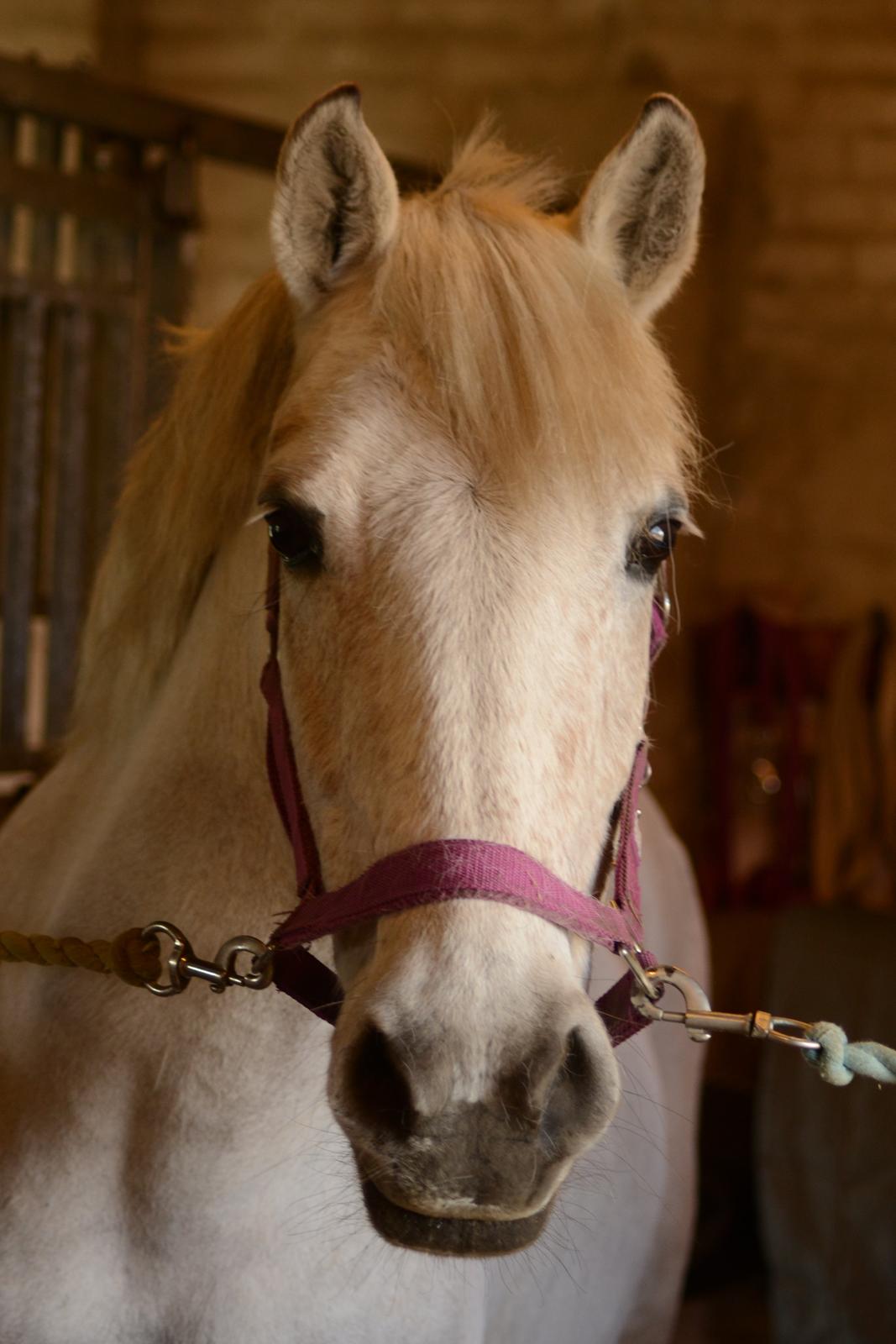 Anden særlig race Miss Dulle *Stjernepony* billede 3