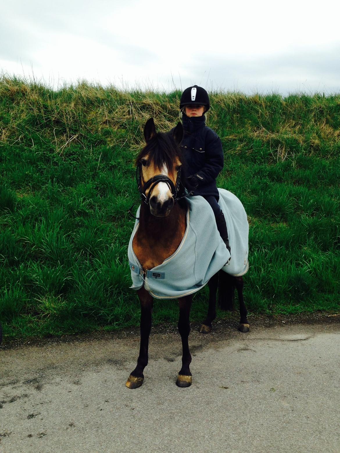 Anden særlig race Damgårds Maggie billede 14