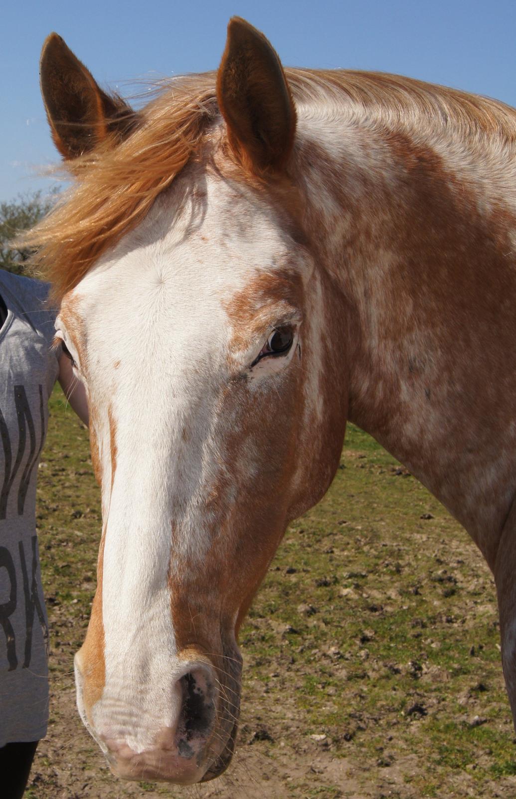 Appaloosa Mister Sebrano billede 20