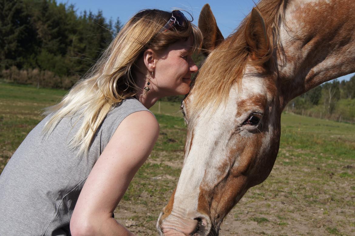 Appaloosa Mister Sebrano billede 2