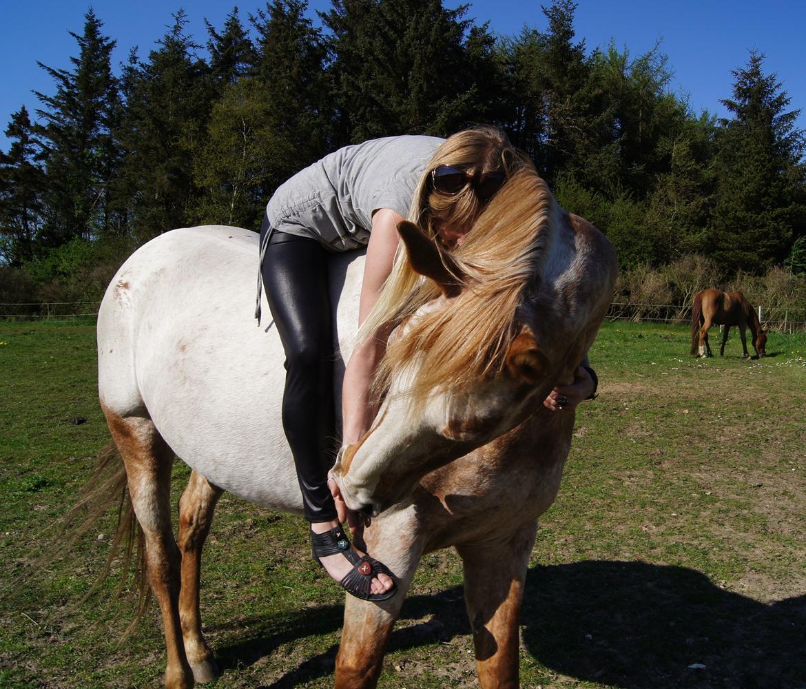 Appaloosa Mister Sebrano billede 8