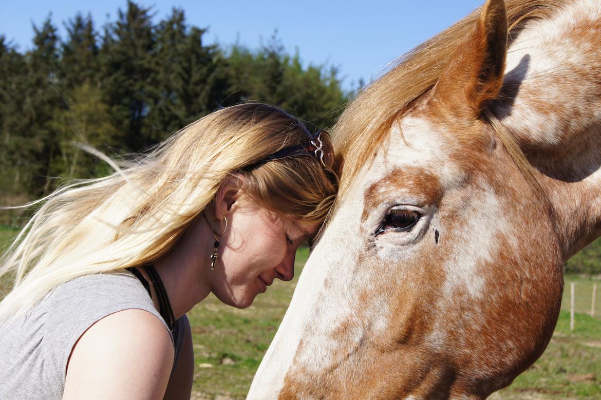 Appaloosa Mister Sebrano billede 11