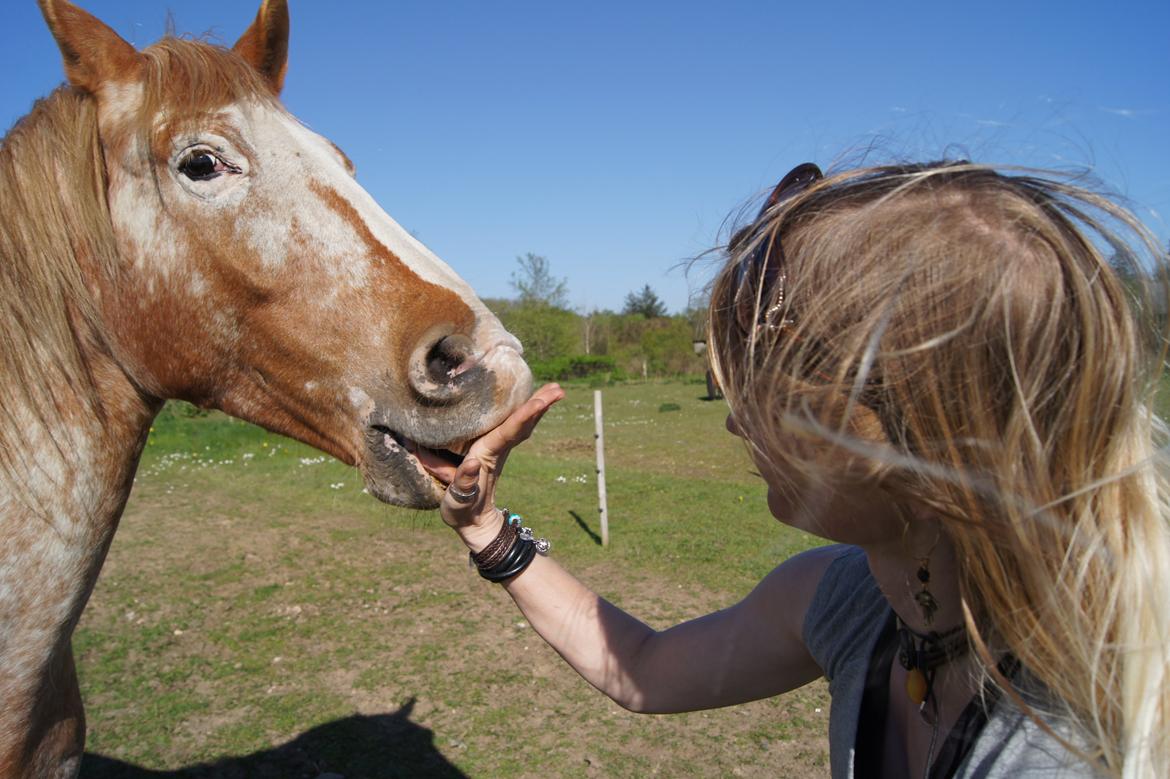 Appaloosa Mister Sebrano billede 24