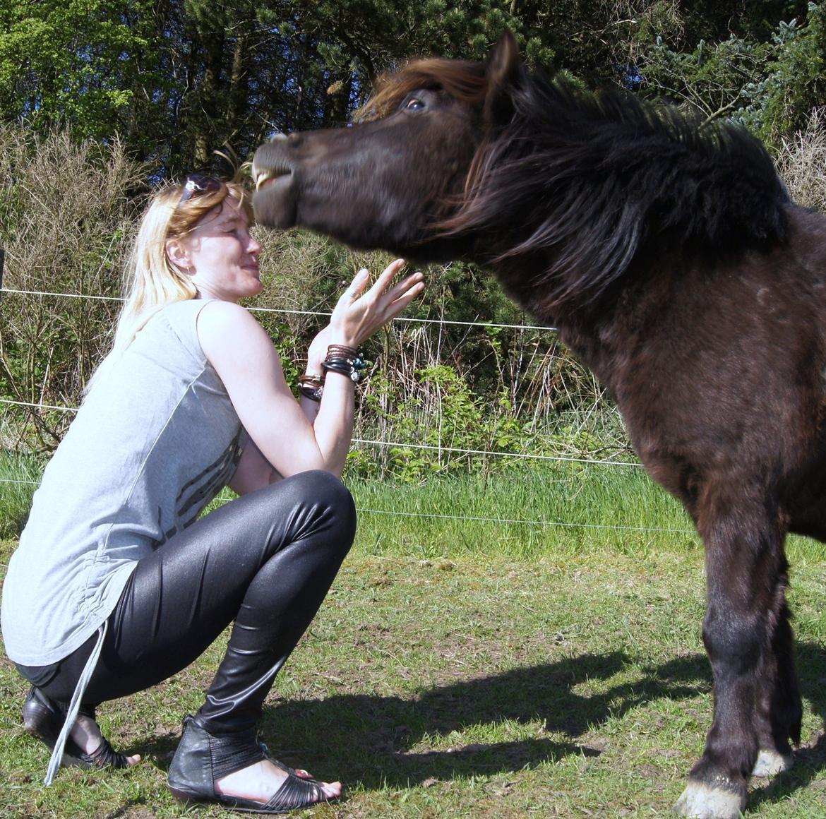Shetlænder Sofus billede 1