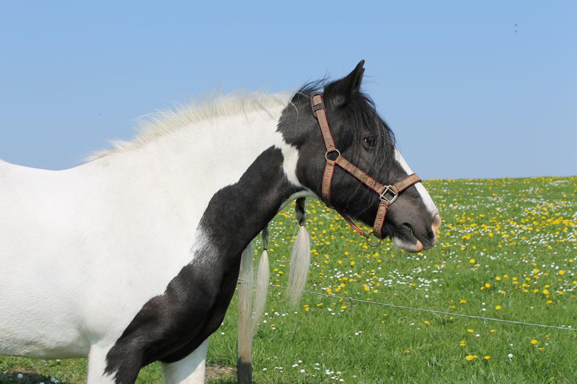 Irish Cob Holms  Emmely - Holm's Emmely billede 3