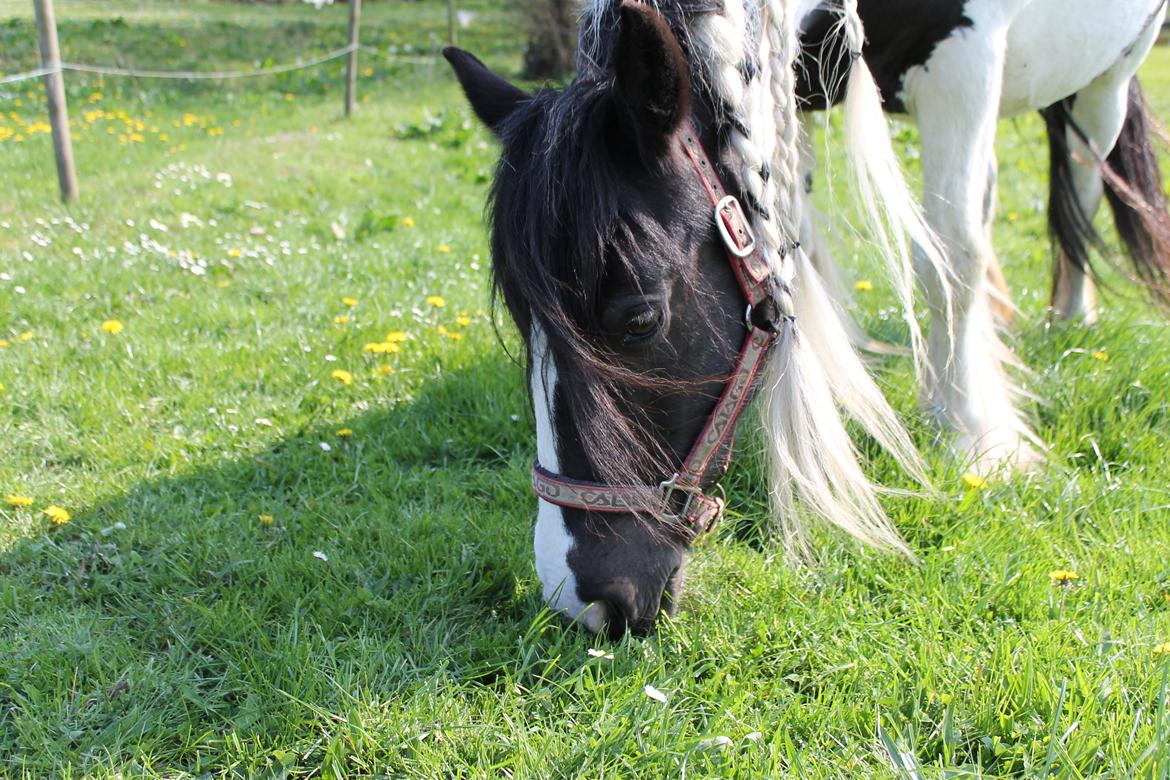 Irish Cob Holms  Emmely billede 4