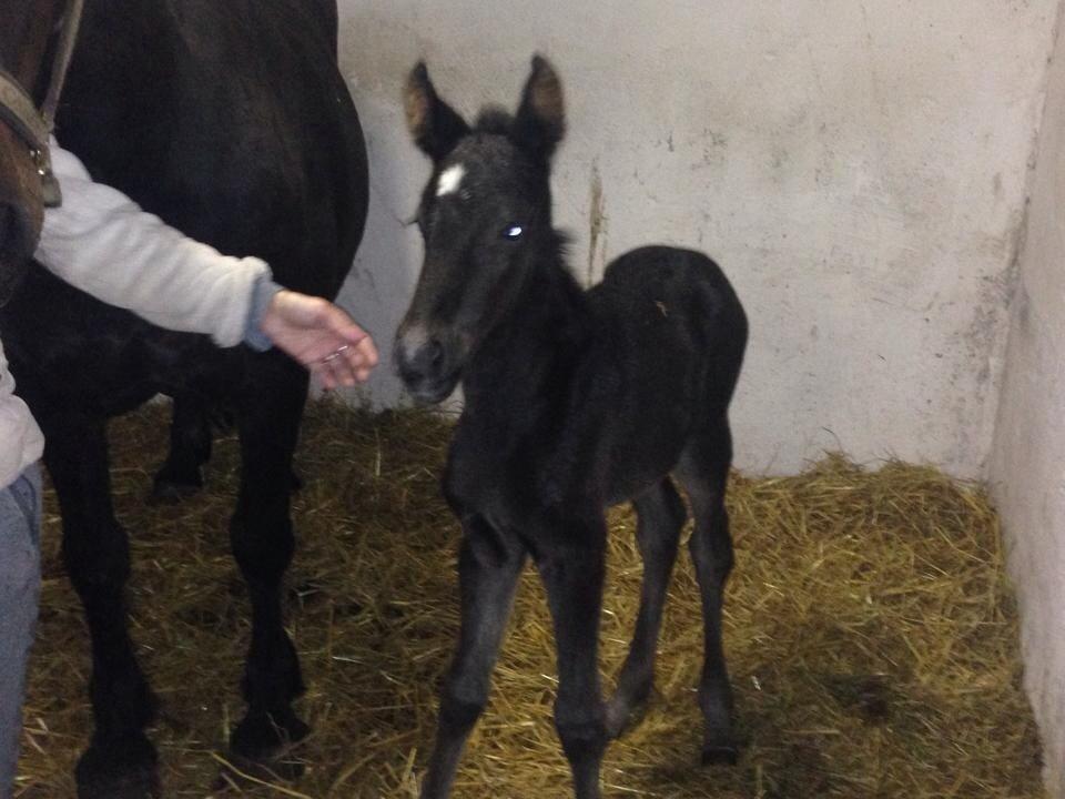 Anden særlig race Sandrina Hit Vad billede 2