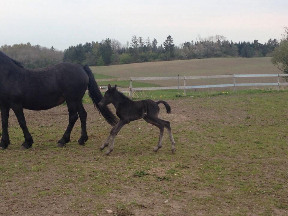 Anden særlig race Sandrina Hit Vad billede 8