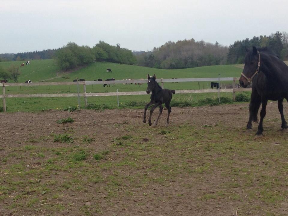 Anden særlig race Sandrina Hit Vad billede 9