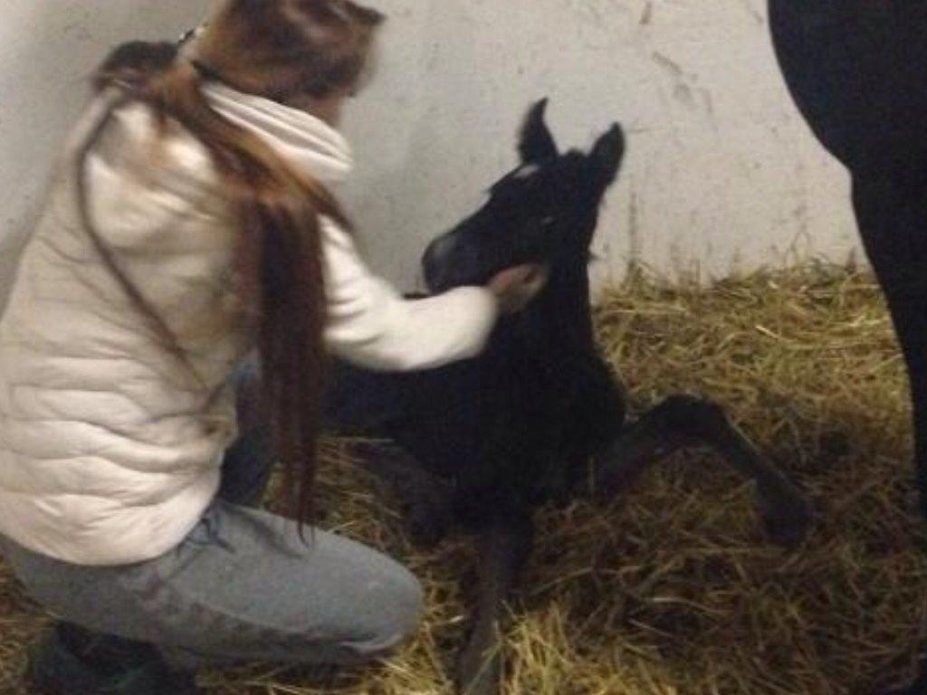 Anden særlig race Sandrina Hit Vad billede 10