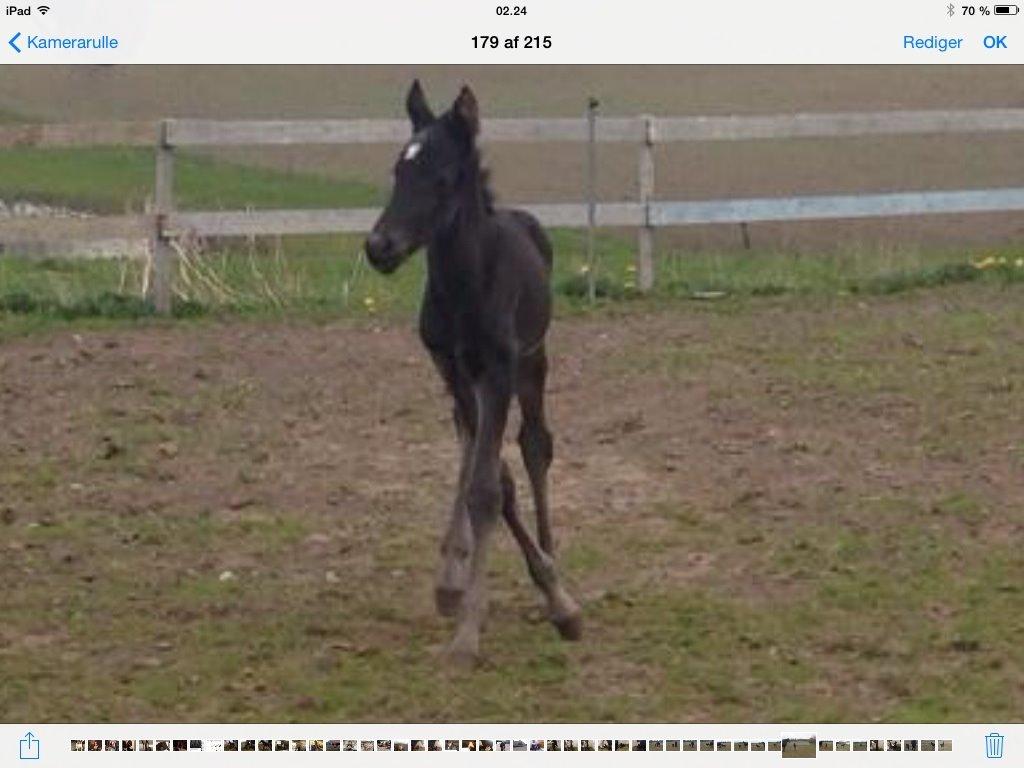 Anden særlig race Sandrina Hit Vad billede 17