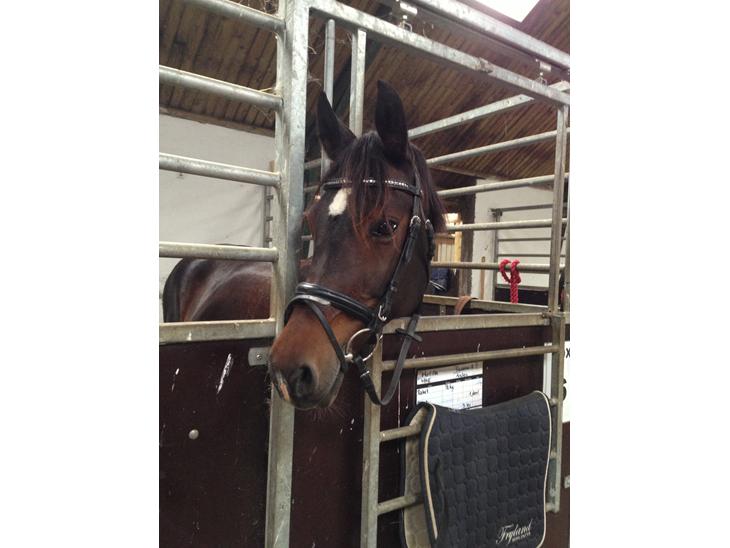 {{currentPhoto.altText}} billede {{currentPhoto.number}}