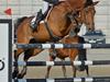 Holstener Le Liban "La Rouge 12" [Tidl. hest]