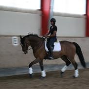 Dansk Varmblod Grøndals Lord Paddington