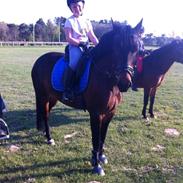 Anden særlig race Tjalfe