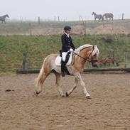 Tyroler Haflinger Amazone (Bailey)