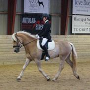 Tyroler Haflinger Amazone (Bailey)