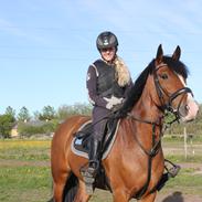 Irsk Sportspony Knockcullen Lass | B-pony |