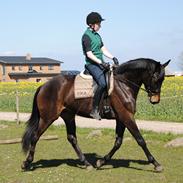 Trakehner Herbstmenuet