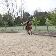 Pinto Svalegårdens Himalaya <3 *Bims*