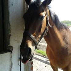 Dansk Varmblod Lady Pride af Egelykke