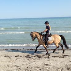 DSP Toojour (Tutter)