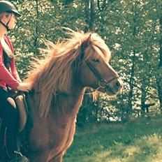 Islænder Kongur Fra Kongemosen