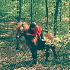 Islænder Kongur Fra Kongemosen