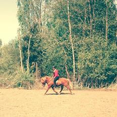 Islænder Kongur Fra Kongemosen