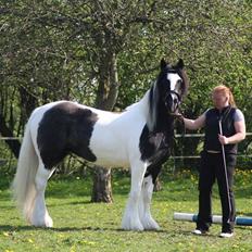 Irish Cob Camilla (Dorit)