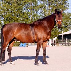 Dansk Varmblod Highlight