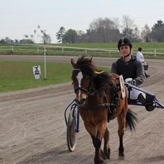 Gotlandsruss Pingo Pan(Æslet) <3