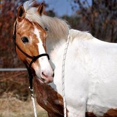 Hollandsk Sportspony / Pinto Angel