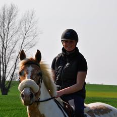 Hollandsk Sportspony / Pinto Angel