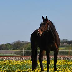 Anden særlig race Thilo Søndergaard