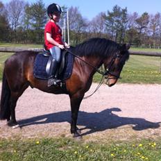 Anden særlig race Tjalfe