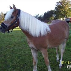 Haflinger Fair Lady Haahr
