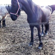 Frieser $Birka$[Tid.Part]