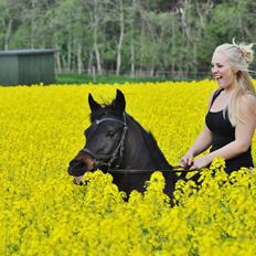 Anden særlig race No no